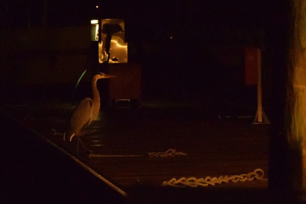 Also, saying hello to night visitors to the fuel dock.